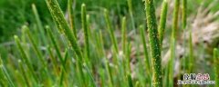 哪种农药除野燕麦管用 野燕麦用哪种药剂防治效果最佳