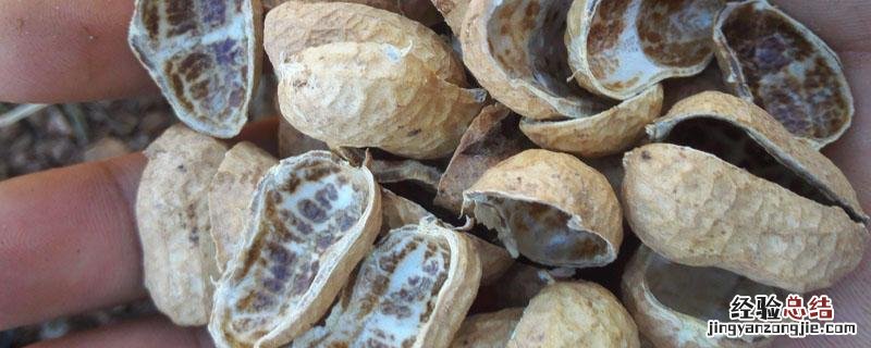 花生壳怎么发酵 家庭怎样发酵花生壳