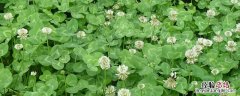 三叶香是芹菜吗 三叶香是什么菜