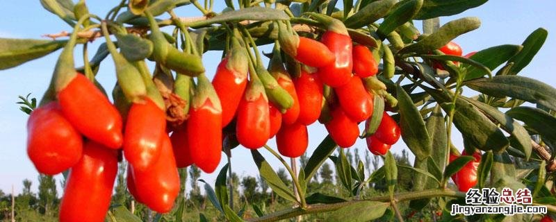 枸杞种植气候 枸杞种植环境与条件