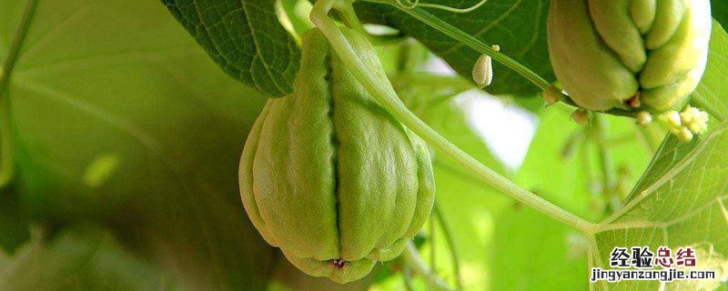 如何种佛手瓜有公母吗? 佛手瓜公母都能种植吗