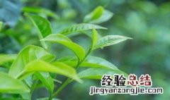 茶树适合种在什么地区 茶树适合种在什么地区最好