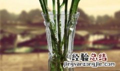 水竹不用营养液怎么养 水竹不用营养液怎么养好