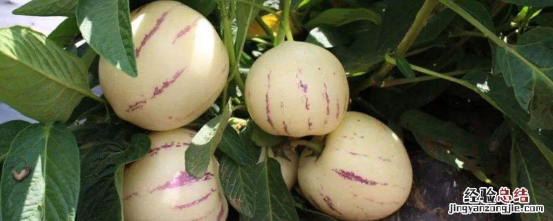 人参果冻了还能吃吗?怎么吃? 人参果冻的可以吃吗?