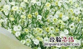 北方满天星几月份播种 北方满天星几月份播种合适