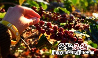 云南咖啡产地在哪 云南咖啡产地哪里