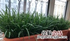 家里能不能种韭菜在阳台? 家里能不能种韭菜