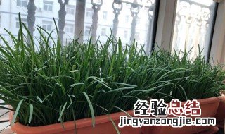 家里能不能种韭菜在阳台? 家里能不能种韭菜