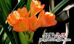 君子兰什么时能种 君子兰什么时能种植最好