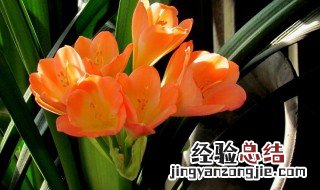 君子兰什么时能种 君子兰什么时能种植最好