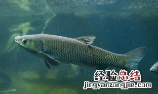 草鱼怎么养不会死掉 草鱼如何养活