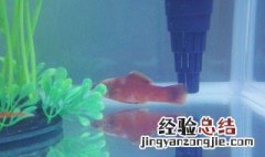 自来水需要怎么处理才能养鱼 自来水需要怎么处理才能养鱼视频