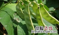 峨眉豆的功效与作用禁忌和副作用 峨眉豆的功效与作用