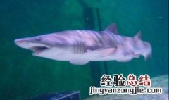 大白鲨怎样繁殖 大白鲨怎样繁殖的介绍