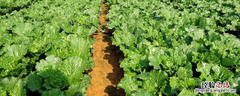 11月份能种什么蔬菜 11月能种植什么蔬菜