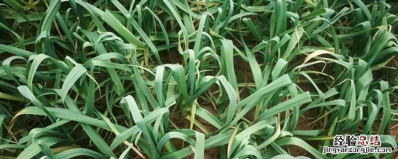 蒜苗和葱的区别是一个物种吗 蒜苗和葱的区别