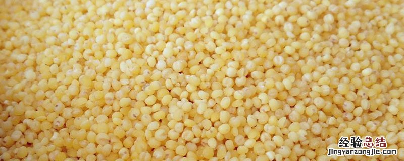 大金苗小米和普通小米区别 大金苗小米和黄小米区别