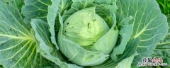 云南蔬菜种植基地在哪里 云南哪里有蔬菜种植基地