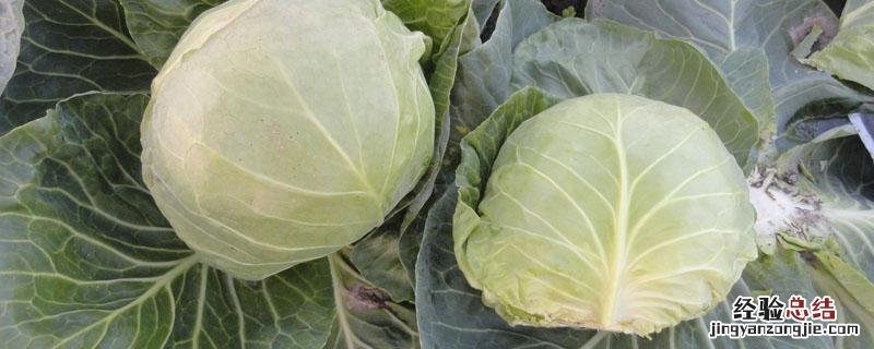 卷心菜跟甘蓝的区别 卷心菜和甘蓝的区别