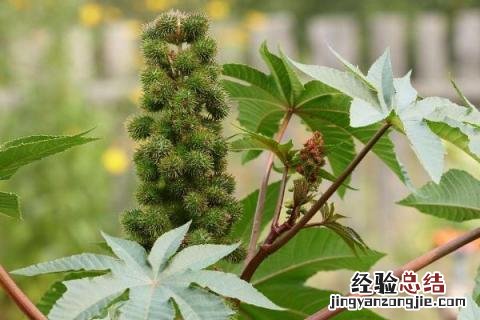 哪里收购蓖麻子?单价多少 哪里收购蓖麻子