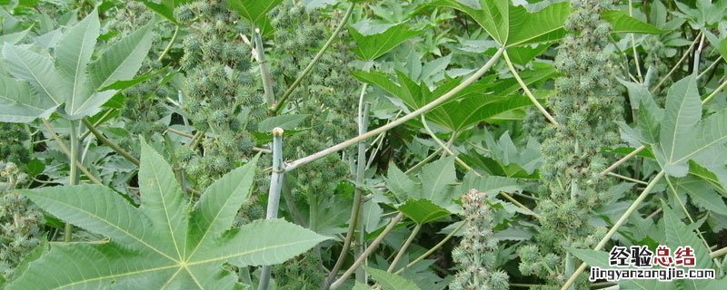 哪里收购蓖麻子?单价多少 哪里收购蓖麻子