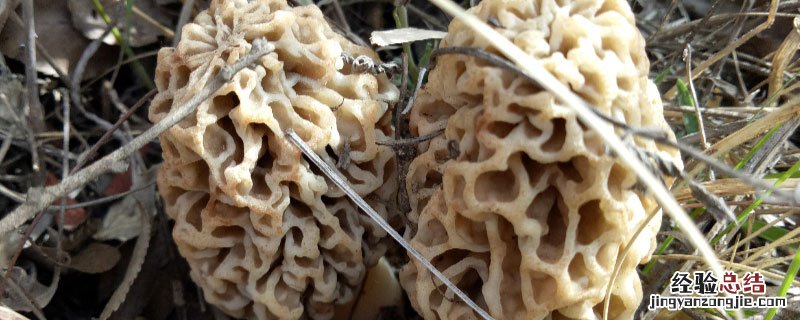 云南羊肚菌种植基地在什么地方 云南羊肚菌种植基地在什么地方啊