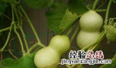 我要的是葫芦的故事告诉我们什么道理 我要的是葫芦的故事警示我们什么道理