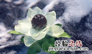 雪莲花的做法 雪莲花的做法怎样做才好吃