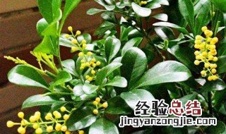 米兰有什么传说故事嘛 米兰有什么传说故事