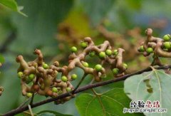拐枣的功效与作用，吃拐枣的好处 拐枣的作用?
