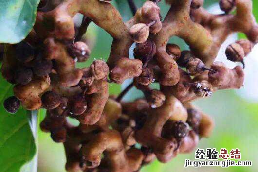拐枣的功效与作用,吃拐枣的好处 拐枣的作用?