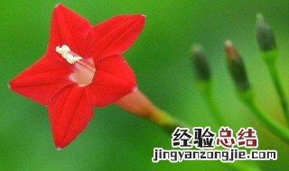 茑萝适合送给什么人