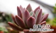 多肉植物奥普琳娜怎么养 多肉奥普琳娜怎么养护