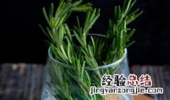 迷迭香有什么传说故事 迷迭香的传说故事