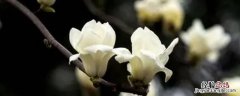 玉兰花是哪个城市的市花 广玉兰花是哪个城市的市花