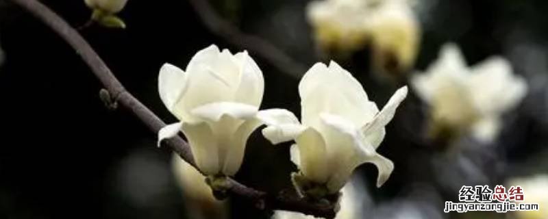 玉兰花是哪个城市的市花 广玉兰花是哪个城市的市花