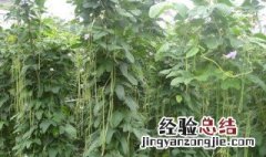 南方夏天温度高适合用有机水溶肥吗 南方夏天温度高适合用有机水溶肥吗