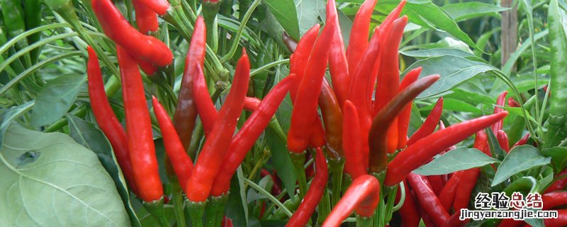 朝天椒白飞虱用氧化乐果行吗 乐果能治白粉虱吗