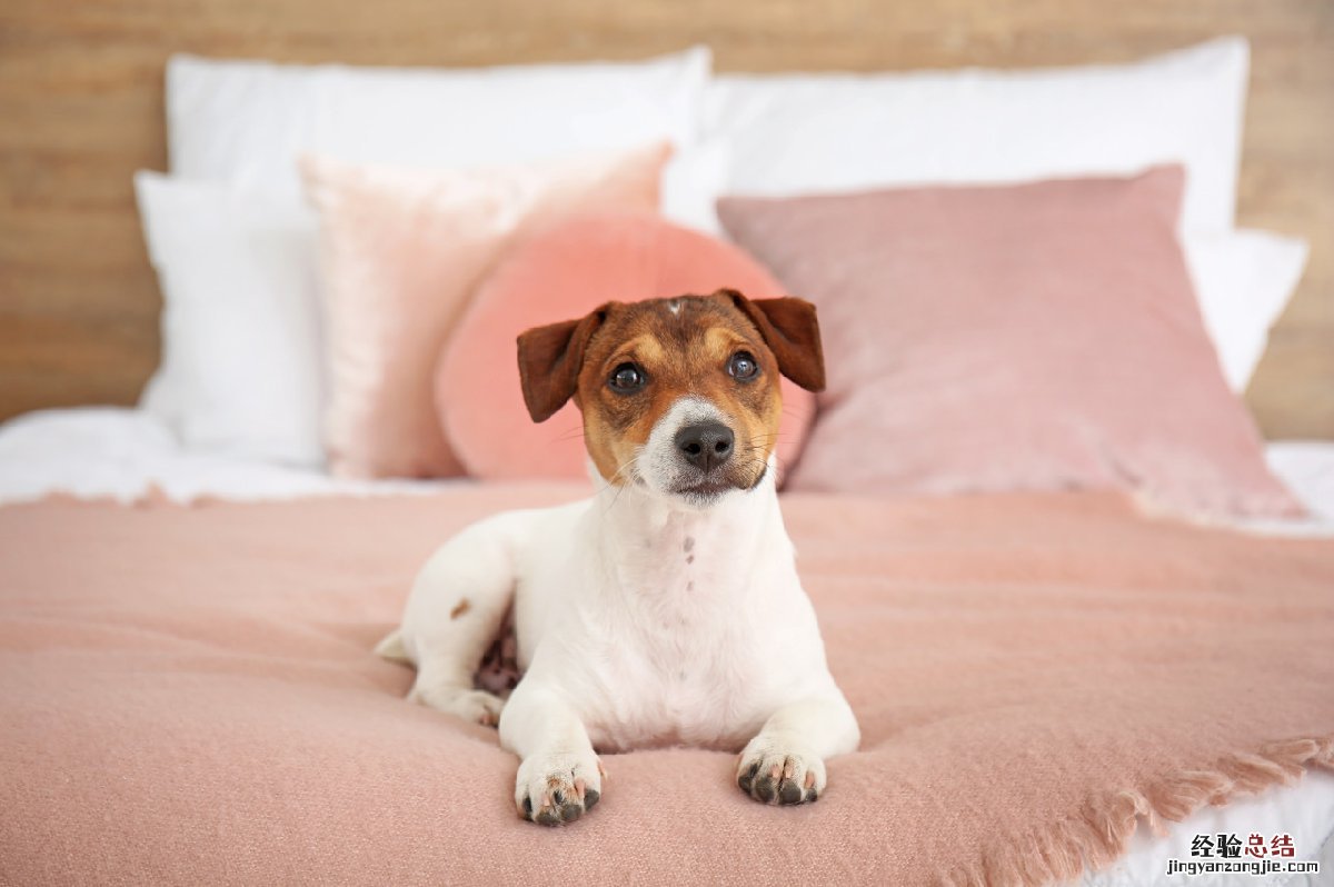 烟台犬证办理流程 烟台各地区犬证