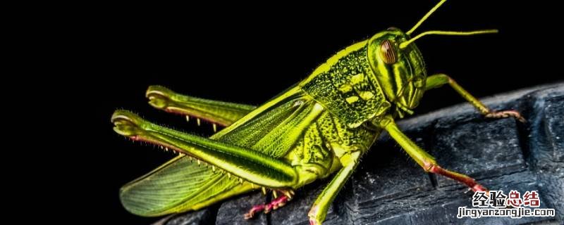 有一种很大的绿色蚂蚱 绿色的大蚂蚱叫什么