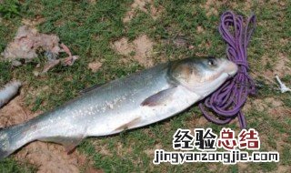 初春能钓鲢鱼吗 早春能钓鲢鱼吗