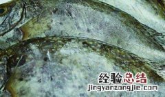 捕猎诱饵 打猎诱饵的用处