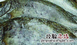 捕猎诱饵 打猎诱饵的用处