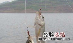 什么季节用麦粒钓鲫鱼 什么季节用麦粒钓鲫鱼好