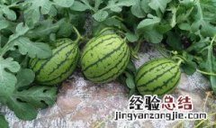 早熟西瓜什么时候种植 晚熟西瓜什么时候种植