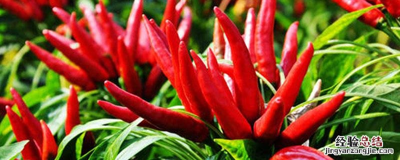 种植朝天椒需要什么肥料 朝天椒需要什么肥料