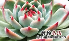 刚买回来多肉的养殖方法和浇水 多肉的养殖方法和浇水