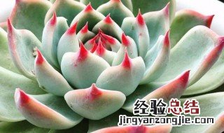 刚买回来多肉的养殖方法和浇水 多肉的养殖方法和浇水