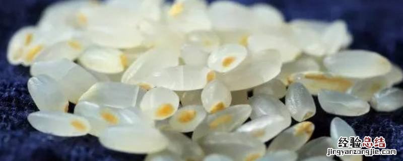 米粒的寓意和象征 米粒的寓意是什么