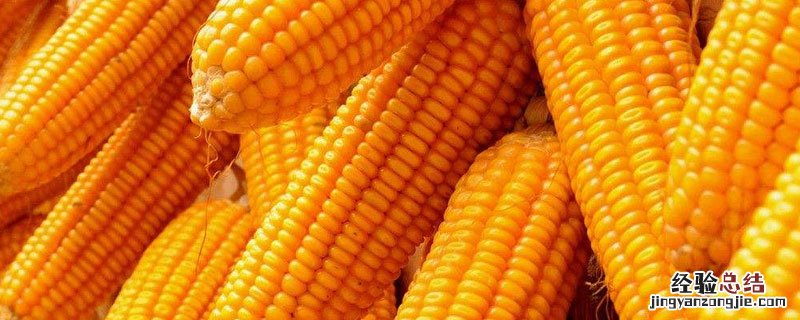 登海511玉米种审定公告 登海511玉米品种特征